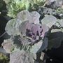 Scarborough Plants