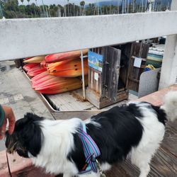 Paddle Sports Center - Dog and kayak