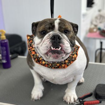 Grooms By Amber - Pet Groomers Near Me - Harrison, New York