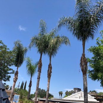 Commercial Tree Services - After - Trimmed - Tree Services Near Me - Los Angeles, California Commercial Tree Services - After - Trimmed - Tree Services Near Me - Los Angeles, California
