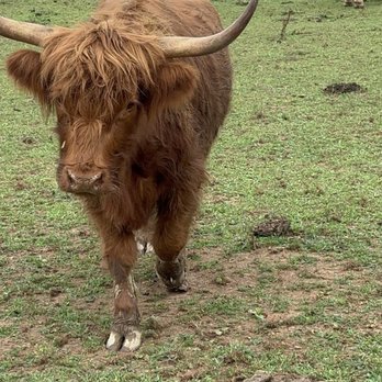 Julep Farms - Cutest cows :) - Farms Near Me - Dillard, Georgia