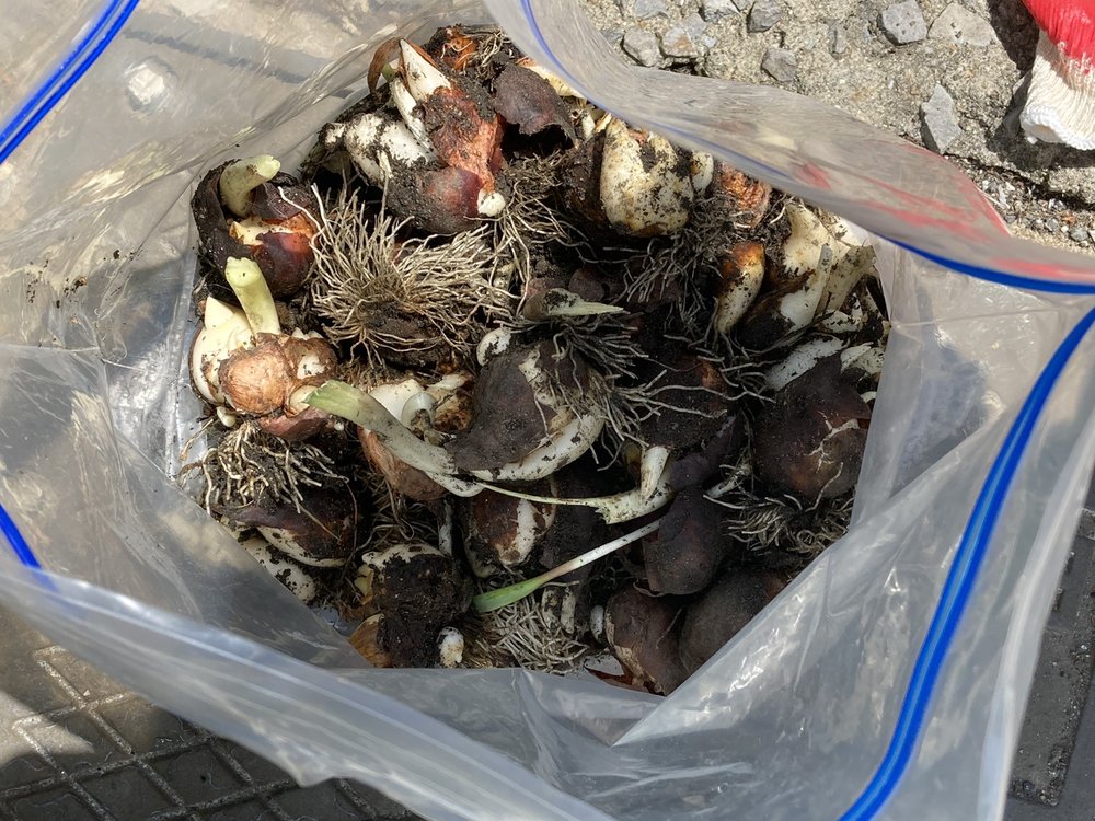 PARK AVENUE TULIP DIG Park Ave S, New York, NY Yelp