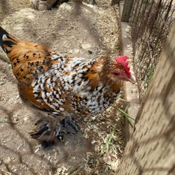 Summers Past Farms - Fancy chickens!