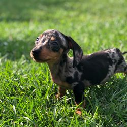 All Creatures Great and Small Animal Hospital - Our Jasper