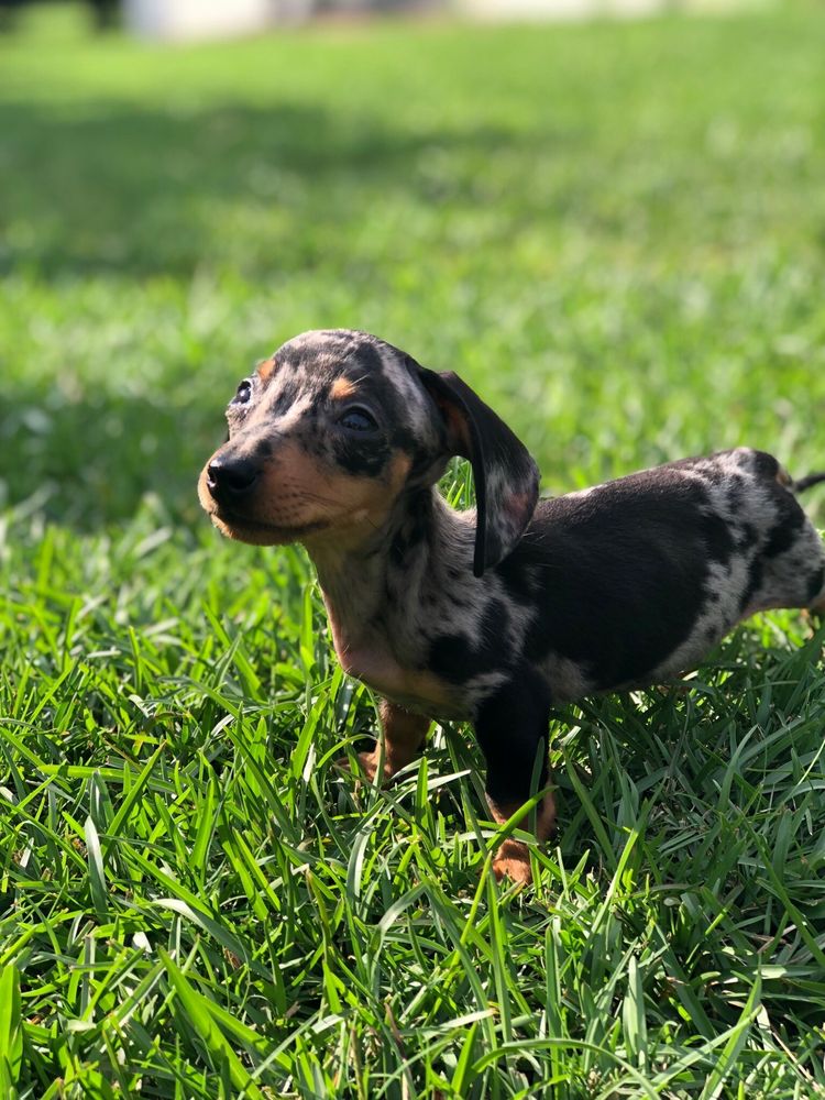 All Creatures Great and Small Animal Hospital - pet boarding facility in Greenville, SC