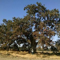 Tree Care Incorporated - Large Oak prior to service