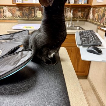 Small Animal Hospital - Veterinarians Near Me - Milwaukee, Wisconsin Small Animal Hospital - Veterinarians Near Me - Milwaukee, Wisconsin