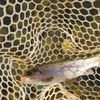 Southern Appalachian Anglers gift card