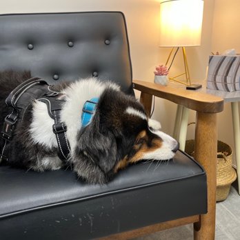 VEG ER for Pets - My older dog in his little room. - Emergency Pet Hospital Near Me - Washington, DC, District of Columbia VEG ER for Pets - My older dog in his little room. - Emergency Pet Hospital Near Me - Washington, DC, District of Columbia