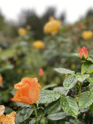 International Rose Test Garden by null