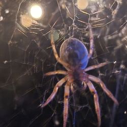 Rumble Pest Solutions