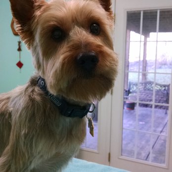 Barks and Baths - Rafa, you are just hansom! - Pet Groomers Near Me - Manassas, Virginia Barks and Baths - Rafa, you are just hansom! - Pet Groomers Near Me - Manassas, Virginia