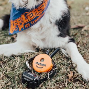 Off Leash K9 Training San Antonio - Pet Training Near Me Off Leash K9 Training San Antonio - Pet Training Near Me