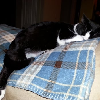Crazy Cat Lady Pet Sitting - Dog Walkers Near Me Crazy Cat Lady Pet Sitting - Dog Walkers Near Me