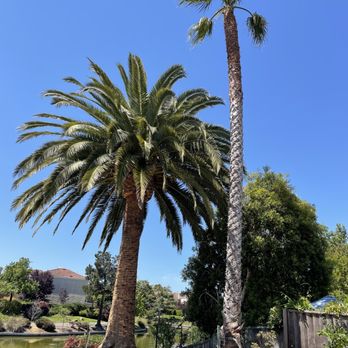 Ramces Tree Services - Palm trees pruned by Ramces - Tree Services Near Me