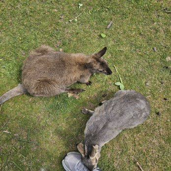 The Healing Farm - Wallaby and mara eating my shoelace. - Petting Zoos Near Me - Yelm, Washington The Healing Farm - Wallaby and mara eating my shoelace. - Petting Zoos Near Me - Yelm, Washington