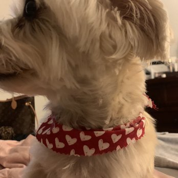 Plush Paws Pet Salon - Pet Groomers Near Me - Orlando, Florida Plush Paws Pet Salon - Pet Groomers Near Me - Orlando, Florida