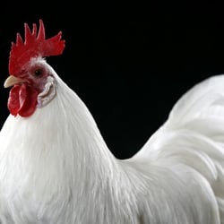 Wholesale Organic Chicken Feed Buyers' Club - Beautiful hen is the end result of organic feed!