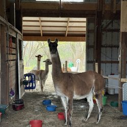 Autumn Joy Alpaca Farm