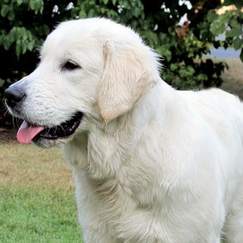 Veterinary Surgical Centers - Veterinarians Near Me - Vienna, Virginia Veterinary Surgical Centers - Veterinarians Near Me - Vienna, Virginia