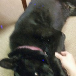 Roc City Massage - The dog hangs out there all day!  So cute!