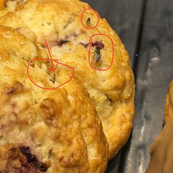 Peet's Coffee - Flies were all over the pastries - one fly crawled down into a a crevice and hung out there for a bit before coming out - Coffee & Tea Near Me - Livermore, California Peet's Coffee - Flies were all over the pastries - one fly crawled down into a a crevice and hung out there for a bit before coming out - Coffee & Tea Near Me - Livermore, California