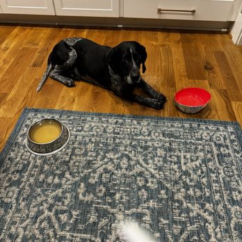 VEG ER for Pets - Koda - Emergency Pet Hospital Near Me - Cary, North Carolina VEG ER for Pets - Koda - Emergency Pet Hospital Near Me - Cary, North Carolina