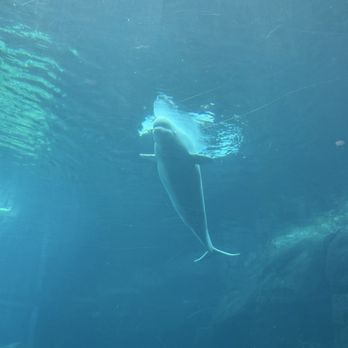 Georgia Aquarium - Aquariums Near Me - Atlanta, Georgia Georgia Aquarium - Aquariums Near Me - Atlanta, Georgia