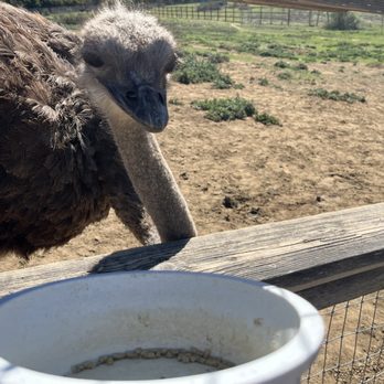 Ostrichland USA - Attraction Farms Near Me - Solvang, California Ostrichland USA - Attraction Farms Near Me - Solvang, California