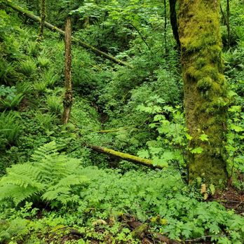 Forest Park - Parks Near Me - Portland, Oregon