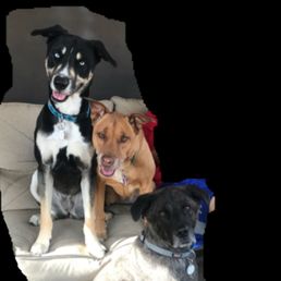 (Left to right)  Luna(f) Lola (f) and Yukon (m)