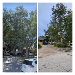 Level tree service