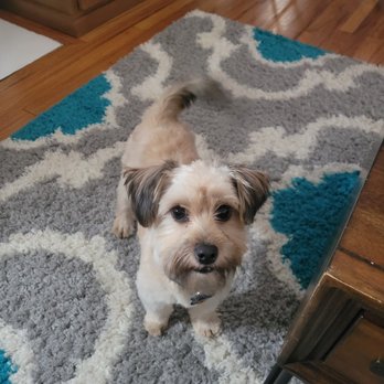 The Groom Lab - Monthly trim - Pet Groomers Near Me The Groom Lab - Monthly trim - Pet Groomers Near Me