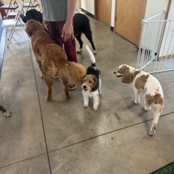 Seelah Kennel And Training Center - A building for classes, training, or rainy/hot/cold days. - Pet Training Near Me - Adel, Iowa Seelah Kennel And Training Center - A building for classes, training, or rainy/hot/cold days. - Pet Training Near Me - Adel, Iowa