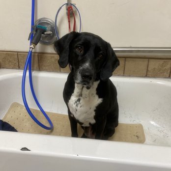 Pet Palace - Thanks Pet Palace for making me pawsitively beautiful! - Pet Stores Near Me - Aurora, Colorado