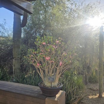 Desert Botanical Garden - They have lots of Adenium (Desert Rose) out this time of year! (May) - Botanical Gardens Near Me - Phoenix, Arizona