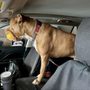 Photo of Metro East Humane Society
