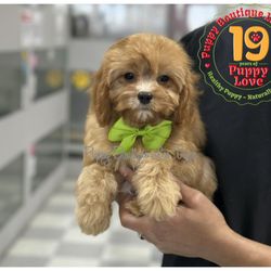 Puppy Boutique Las Vegas - Male Cavapoo