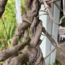 Sadie Seymour Botanical Gardens - Vine growing into chain