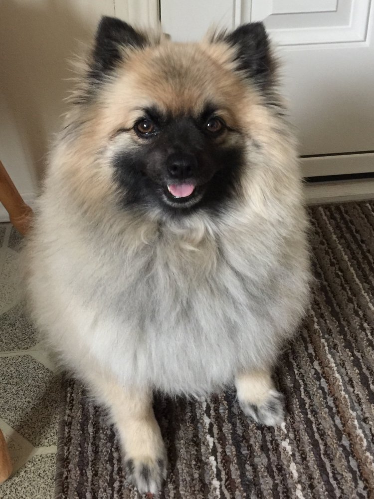 ANIMAL HOSPITAL OF MANITOBA Updated July 2024 995 Main Street