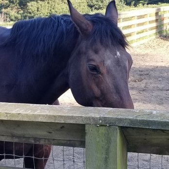The Presidio - This one came to be petted - Parks Near Me
