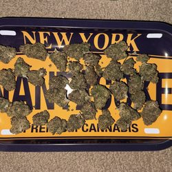 Grams Cannabis - Sour Pegasus Poison (Sativa)