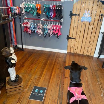 Pawtero - Pet Groomers Near Me - New Haven, Connecticut