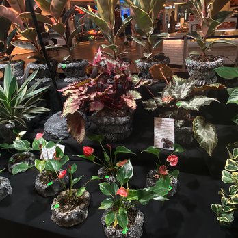 Happy Koi Nursery - Nurseries & Gardening Near Me - Aiea, Hawaii