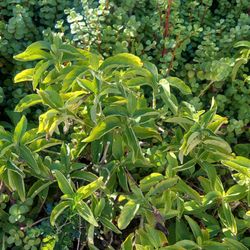 Treeland Nurseries