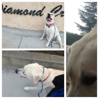 Happy & Balanced Dog Walking Services - The wonderful Smokin' Joe :D. - Dog Walkers Near Me Happy & Balanced Dog Walking Services - The wonderful Smokin' Joe :D. - Dog Walkers Near Me