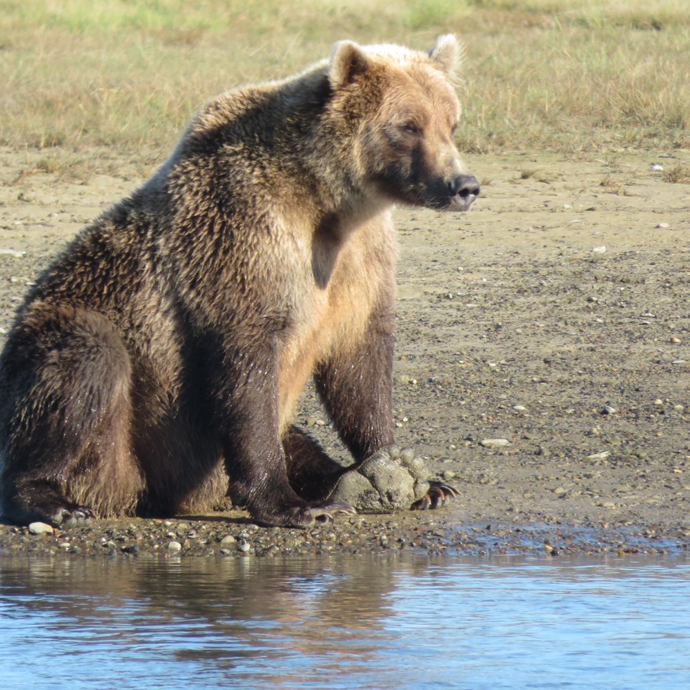 Alaska Bear Adventures - Hiking Near Me - Homer, Alaska Alaska Bear Adventures - Hiking Near Me - Homer, Alaska