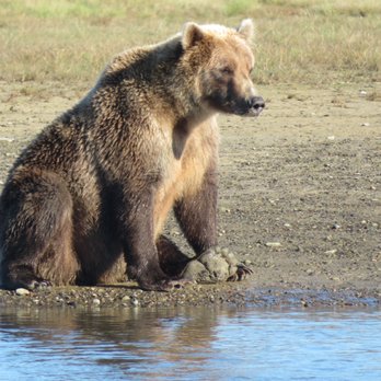 Alaska Bear Adventures - Hiking Near Me - Homer, Alaska Alaska Bear Adventures - Hiking Near Me - Homer, Alaska