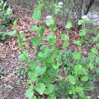 Steve Brill Tour - Garlic Mustard - Best when it flowers. Roots are like horseradish  5-6-2018 - Tours Near Me - New Rochelle, New York