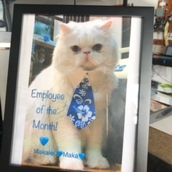 808 Computers - IT Services & Computer Repair Near Me - Kailua-Kona, Hawaii
